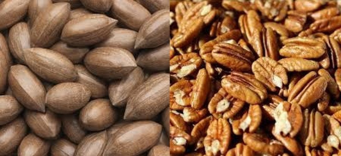 Pecan nut (Carya illinoinensis) trees for sale